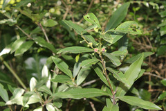 Litsea quinqueflora